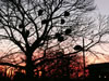 Guinea Fowl roosting