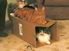 Cats and a box