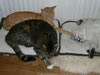 Chester, Lettie & Mao