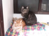 Samson & Hercules