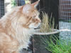 Samson