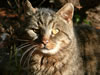 Satnav (a visiting feral cat)