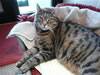 Tigger